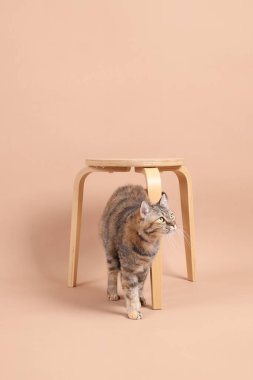 Dişi kahverengi tekir kedi, ahşap bir sandalye ve kahverengi bir arka planla fotoğraf stüdyosunda yürüyor..