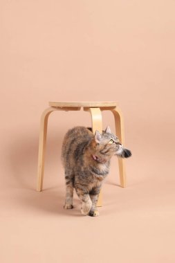 Dişi kahverengi tekir kedi, ahşap bir sandalye ve kahverengi bir arka planla fotoğraf stüdyosunda yürüyor..