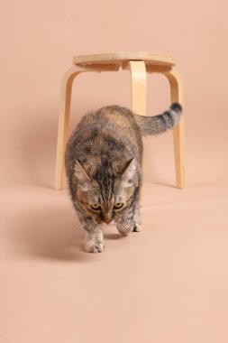 Dişi kahverengi tekir kedi, ahşap bir sandalye ve kahverengi bir arka planla fotoğraf stüdyosunda yürüyor..