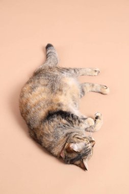 Kahverengi arka planı olan ve fotoğraf stüdyosunda dinlenen dişi tekir kedi..