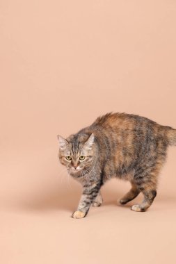 Kahverengi arka planı olan ve fotoğraf stüdyosunda dinlenen dişi tekir kedi..