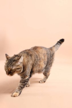 Kahverengi arka planı olan ve fotoğraf stüdyosunda dinlenen dişi tekir kedi..