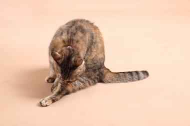 Kahverengi arka planı olan ve fotoğraf stüdyosunda dinlenen dişi tekir kedi..