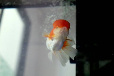 Tatlı beyaz ve turuncu Oranda balığı akvaryumda yüzüyor..