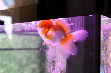 Tatlı beyaz ve turuncu Oranda balığı akvaryumda yüzüyor..