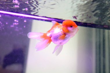 Tatlı beyaz ve turuncu Oranda balığı akvaryumda yüzüyor..