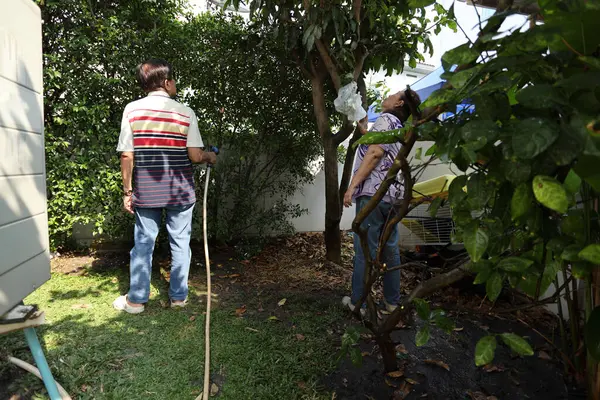 Doğu Asyalı yaşlı çift evin etrafındaki bahçedeki çiçekleri suluyor..