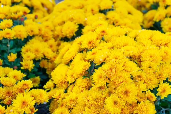 stock image Fresh bright blooming yellow chrysanthemums bushes in autumn garden outside in sunny day. Flower background for greeting card, wallpaper, banner, header.