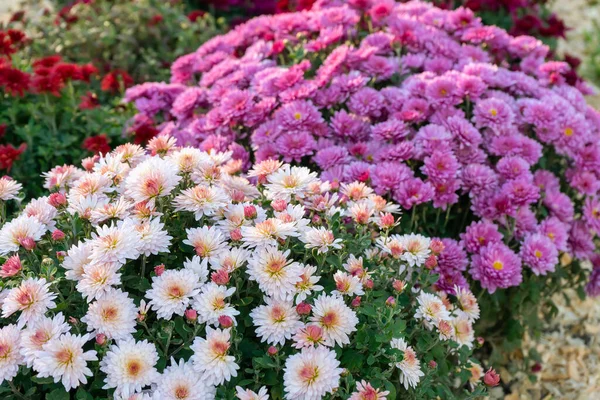 Fresh Bright Blooming Various Color Chrysanthemums Bushes Autumn Garden Sunny — Stock Photo, Image