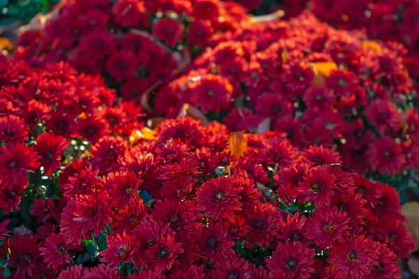 明媚的秋天里 在外面的花园里 绽放着鲜红的菊花 报头的花卉背景 — 图库照片
