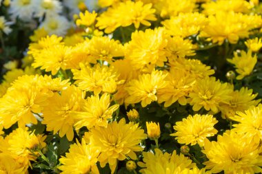 Güneşli bir günde, dışarıda, sonbahar bahçesinde taze açan sarı kasımpatı çalıları. Tebrik kartı, duvar kağıdı, afiş, başlık için çiçek arkaplanı.