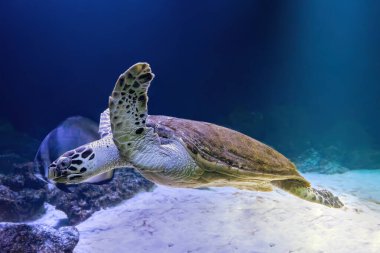 Green sea turtle Chelonia mydas swinning in aquarium, oceanarium blue water. Ocean, marine, aqueatic, underwater life.