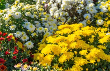 Güneşli bir günde, sonbahar bahçesinde çeşitli renk kasımpatı çalıları açan taze, parlak bir çiçek. Tebrik kartı, duvar kağıdı, afiş, başlık için çiçek arkaplanı.