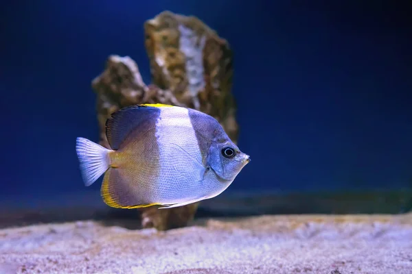 Beautiful brown and white fish swimming in the aquarium, Hemitaurichthys zoster butterflyfish black pyramid butterflyfish. Tropical fish on the background of aquatic coral reef in oceanarium pool
