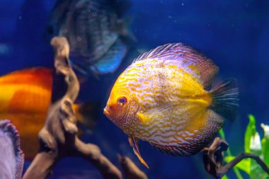 Beautiful bright yellow fish in the aquarium, Symphysodon discus. Tropical fish on the background of aquatic plants in oceanarium pool