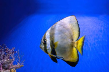 Beautiful bright fish Platax teira, Longfin Batfish in blue water of aquarium. Tropical fish on the background of aquatic coral reef in oceanarium pool. Underwater, ocean, marine life