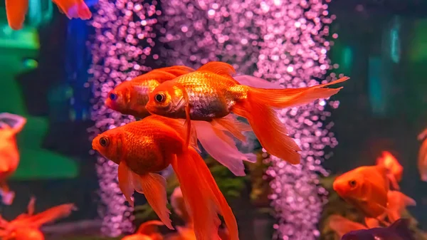 Group of bright orange Carassius auratus or Gold fish from Asia swimming in aquarium. Chinese freshwater goldfish, underwater, marine life, aquatic organism, animal, pet