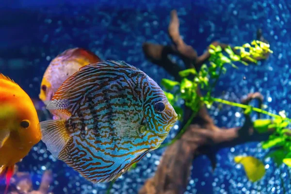 Beautiful bright blue fish in the aquarium, Symphysodon discus. Tropical fish on the background of aquatic plants in oceanarium pool