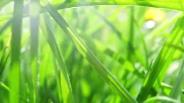 Lush green foliage. Camera moving through fresh juicy grass lawn in sunny day. Nature spring and ecology concept. High quality FullHD footage