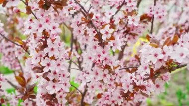 İlkbaharda pembe çiçekli kiraz dalı rüzgarda sallanan kiraz çiçekleriyle güzel bir Japon ağacı dalı Sakura, ağır çekim. Yüksek kaliteli FullHD görüntüler