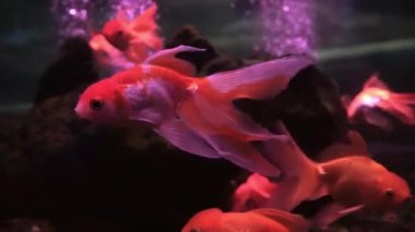 Oranda decorative goldfish, Carassius auratus. Group of gold fish swimming underwater in aquarium, close-up colorful fish in the water. High quality FullHD footage