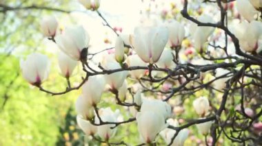 White magnolia flower tree in bloom swinging on wind in spring garden, park. Floral background, springtime. Real time video footage