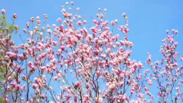 Pink Magnolia Flower Tree Bloom Swinging Strong Wind Blue Sky — Wideo stockowe