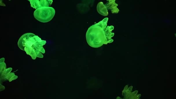 Group Pink Fluorescent Jellyfish Swimming Underwater Colorful Neon Light Aquarium — Vídeo de Stock