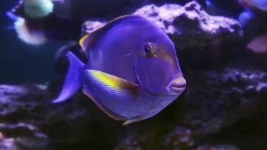 Blue tang surgeonfish swimming along coral reef in aquarium, oceanarium pool close up. High quality FullHD footage