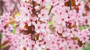 Cherry branch with pink flowers in spring bloom, A beautiful Japanese tree branch with cherry blossoms swinging in the wind, Sakura, Slow motion. High quality FullHD footage