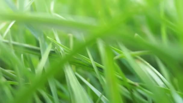 Lush Green Foliage Camera Moving Fresh Juicy Grass Lawn Sunny — Stock videók