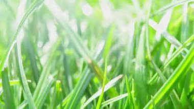 Lush green foliage. Camera moving through fresh juicy grass lawn in sunny day. Nature spring and ecology concept. High quality FullHD footage