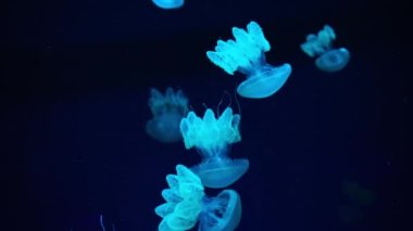 Group of pink fluorescent jellyfish swimming underwater in colorful neon light in aquarium. The Lychnorhiza lucerna marble jellyfish in dark water, ocean. Theriology, tourism, diving, undersea life.