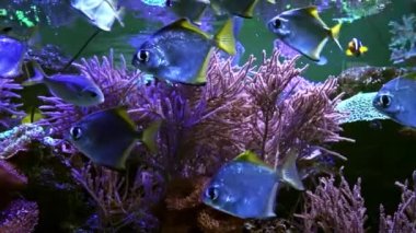 group of silver moonfish swimming in the bottom of an aquarium. Madrid, Spain, July 20, 2020. High quality FullHD footage