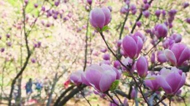 Pink magnolia flower tree in bloom swinging on wind in spring garden, park. Floral background, springtime. Real time video footage