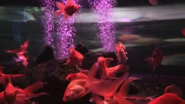 Oranda Ikan Mas Hias Carassius Auratus Sekelompok Ikan Emas Berenang — Stok Video