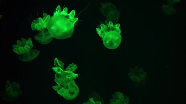 Group Pink Fluorescent Jellyfish Swimming Underwater Colorful Neon Light Aquarium — Stock video