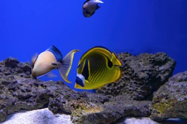 Deniz suyunda yüzen parlak sarı tilki suratlı tavşan Siganus vulpinus tuzlu su akvaryumu, resifli okyanus havuzu. Akvaryum hayvanı, balık bilimi, sualtı yaşamı, fauna.