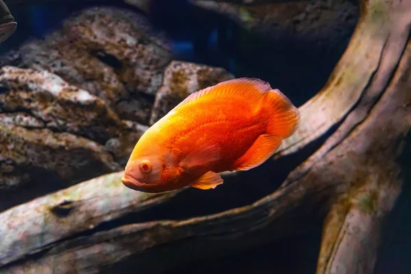 Oscar Fish Astronotus Ocellatus Obrovský Cichlid Jasně Oranžové Sladkovodní Ryby — Stock fotografie