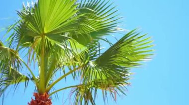 Coconut palm tree swaying in the wind on blue sky. Tropical background. Summer, vacation, tourism concept.