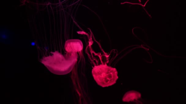 Group Fluorescent Jellyfish Swimming Underwater Aquarium Pool Japanese Sea Nettle — Stock Video