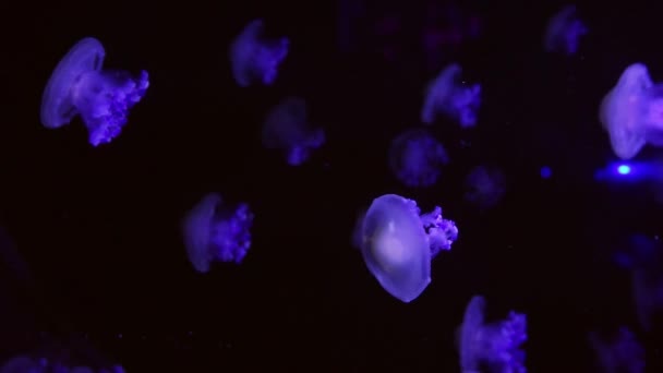 해파리 무리가 수족관에서 헤엄치고 있습니다 가시돋힌 오스트랄 해파리 수족관에 필리스 — 비디오