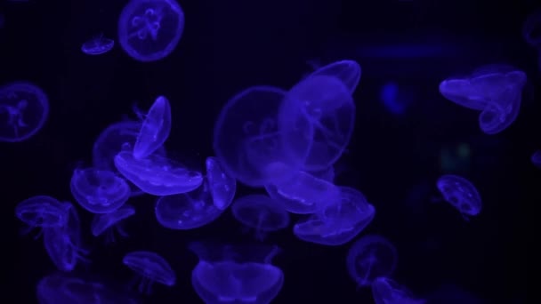 蛍光クラゲ水中水族館プールのグループ アウレリアのラビアータ 青いネオンのある水族館の大西洋の月のクラゲ ダイビング 海底生活 — ストック動画