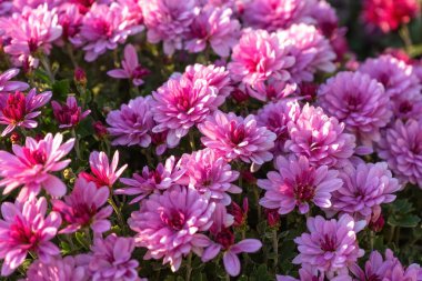 Güneşli bir günde, dışarıda, sonbahar bahçesinde taze açan pembe kasımpatı çalıları. Tebrik kartı, duvar kağıdı, afiş, başlık için çiçek arkaplanı.