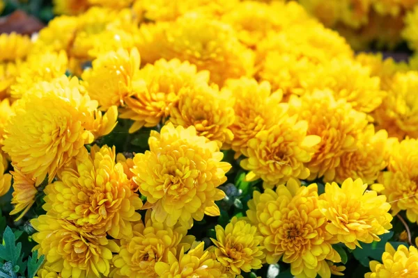 stock image Fresh bright blooming yellow chrysanthemums bushes in autumn garden outside in sunny day. Flower background for greeting card, wallpaper, banner, header.