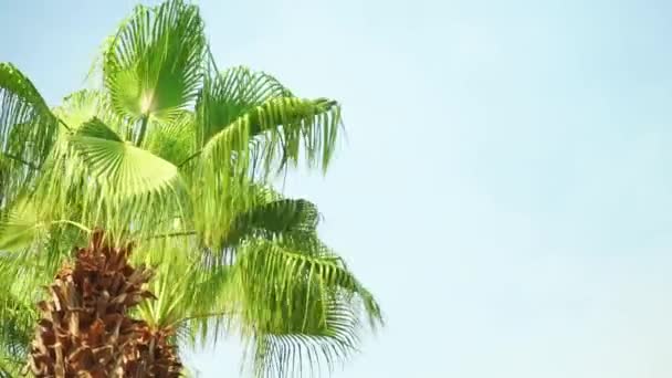 하늘에서 바람에 흔들리는 코코넛 야자수 — 비디오