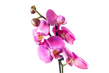 Mor orkide çiçeği phalaenopsis, falaenopsis veya falah. Beyaz arka planda pembe çiçekli orkide dalı. Çiçekçi, çiçekçi, çiçek dekoru, çiçekçi konsepti.