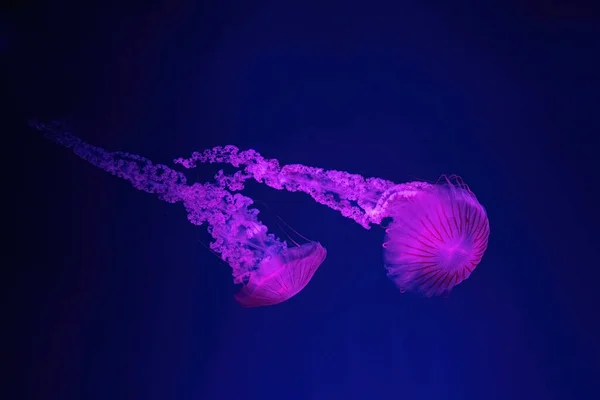 ピンクのネオンで水中水族館プールを泳いでいる2つの蛍光クラゲ 南アメリカの海の小惑星クリサオラは青い海 海の中にあります ダイビング 海底生活 — ストック写真