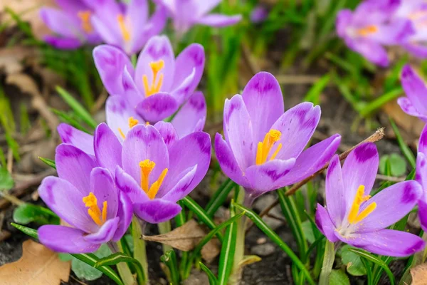 Parkta, bahçede ya da ormanda açan mor kır çiçekleri. İlkbahar, çiçek, paskalya, doğa. Macro, fotoğrafı kapat..