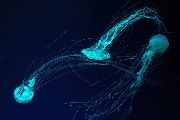 一组荧光水母带着蓝色霓虹灯在水族馆池中游泳 大西洋的荨麻菊花在蓝色的海水里 大海里 放射学 海底生活 — 图库照片